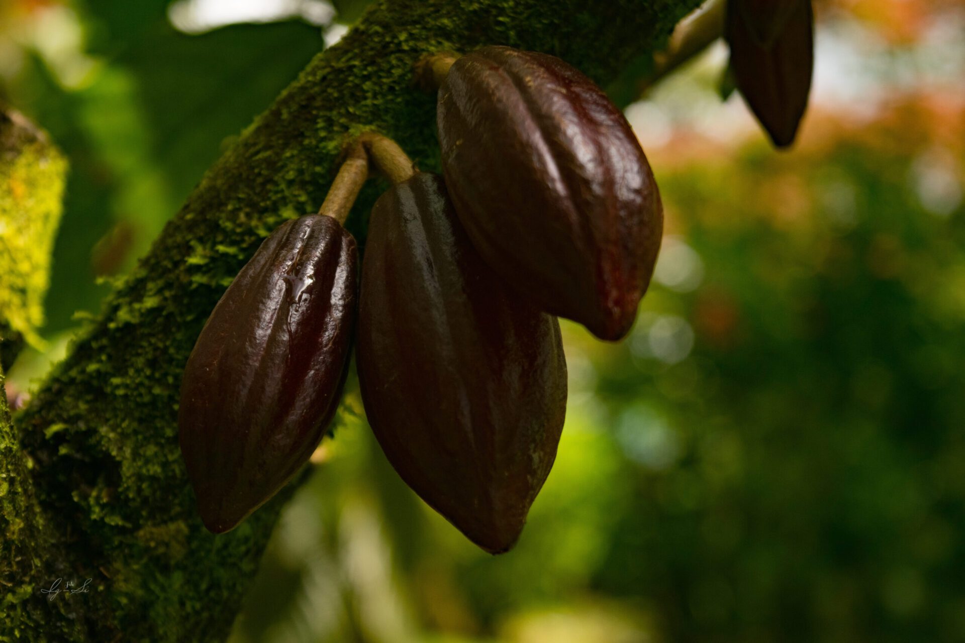 Essence Arenal Cacao Tour