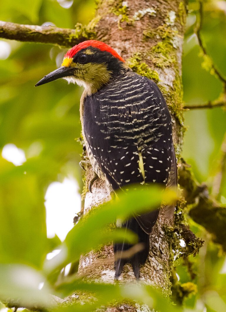 Hicking - Birds