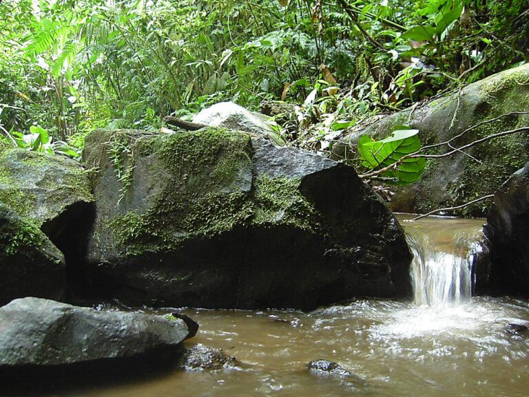 Essence Arenal
