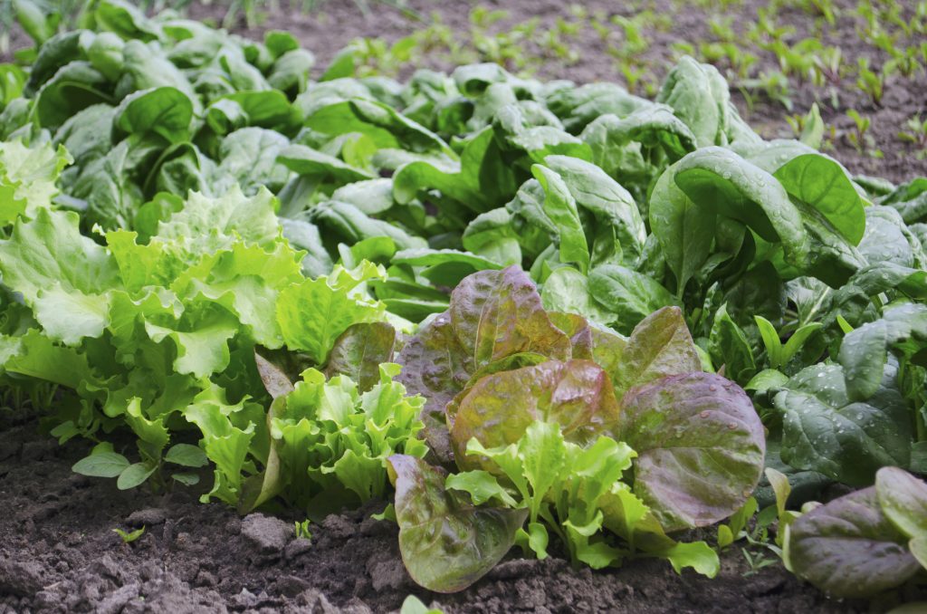 Organic Permaculture Farm tour