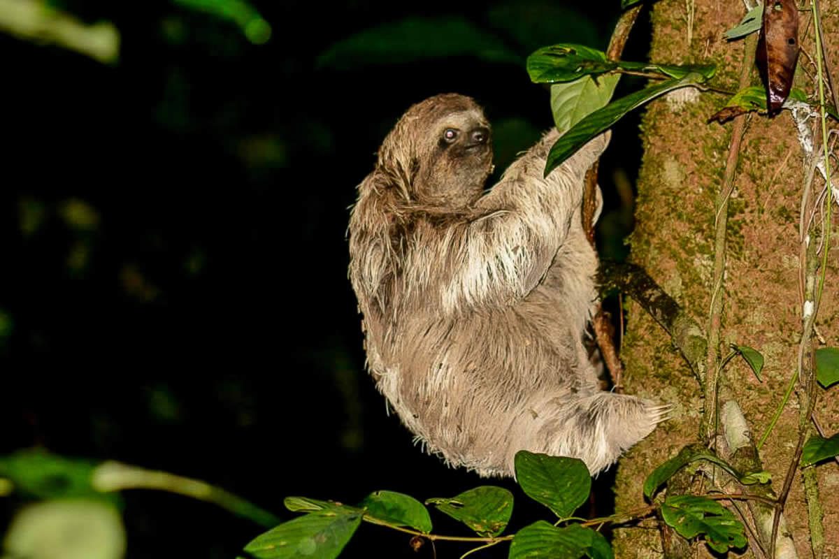 Wildlife night tour 1