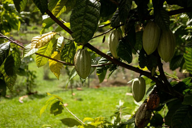 Essence Arenal Cacao Tour