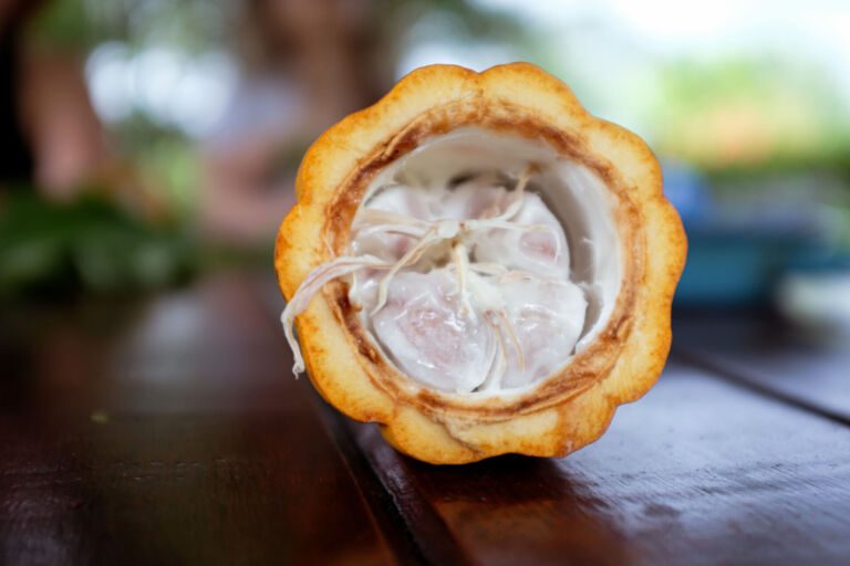 Essence Arenal Cacao Tour