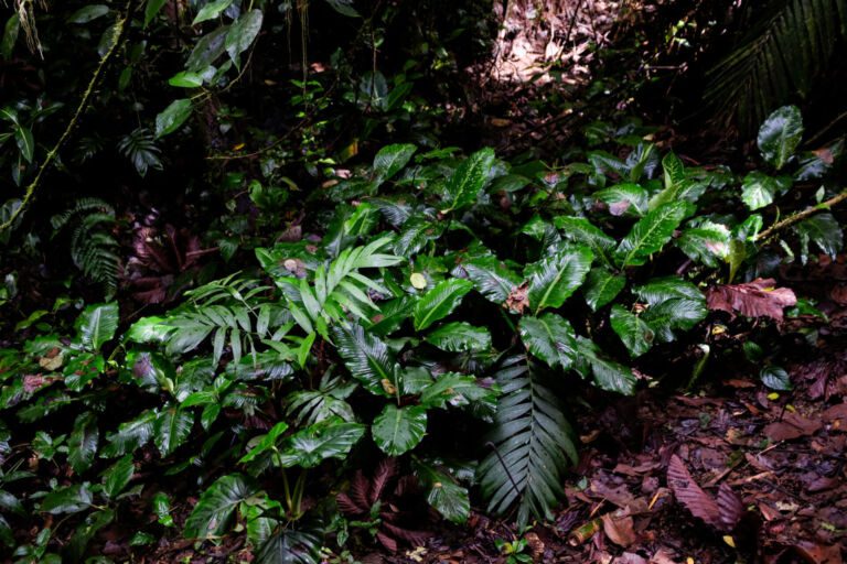 Unsere Öko-Lodge - Notre Eco Lodge - Nuestro Eco Lodge - Our Eco Lodge - Essence Arenal Nature & Relax