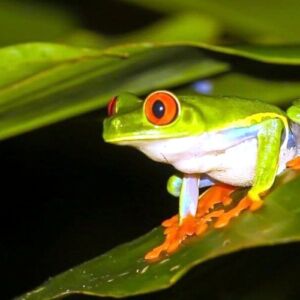 Jungle Night Tour